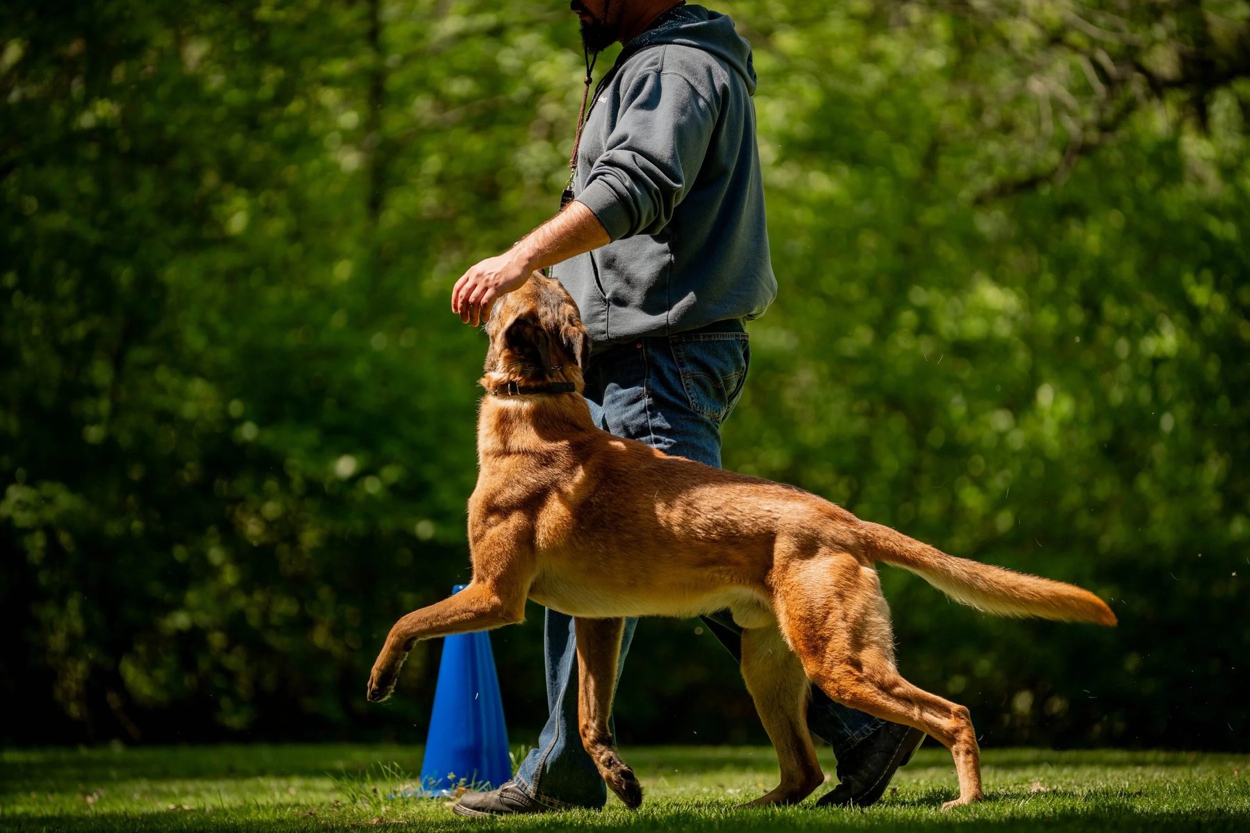 Morales K9 Training Solutions