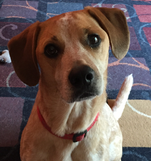 Happy Pups Dog Training LLC
