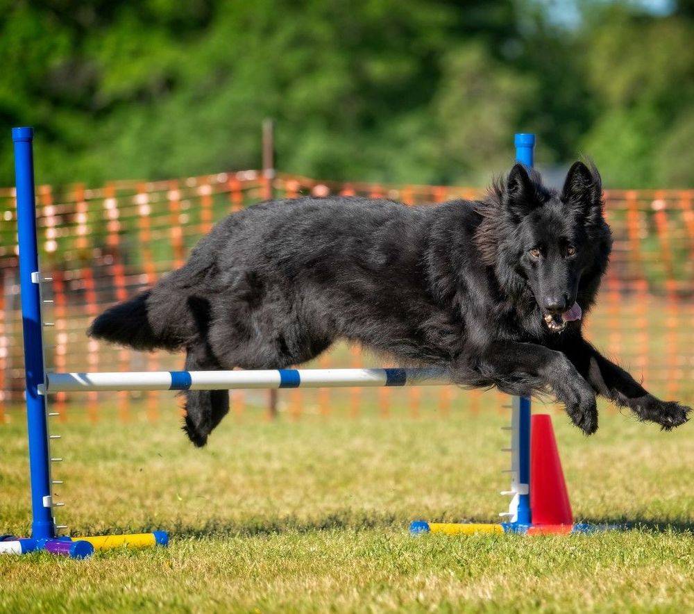 Harvard’s K 9 Center, Inc.