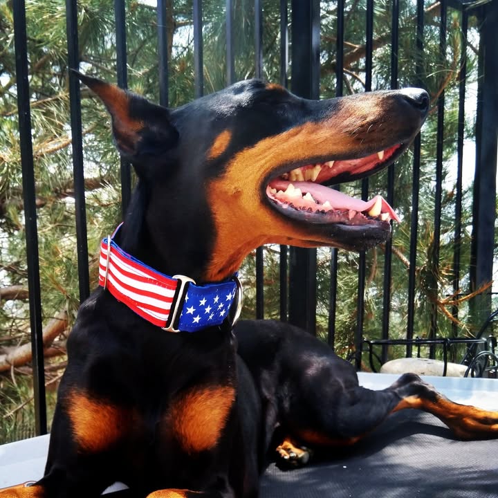 Dog Training, Pet Care & More