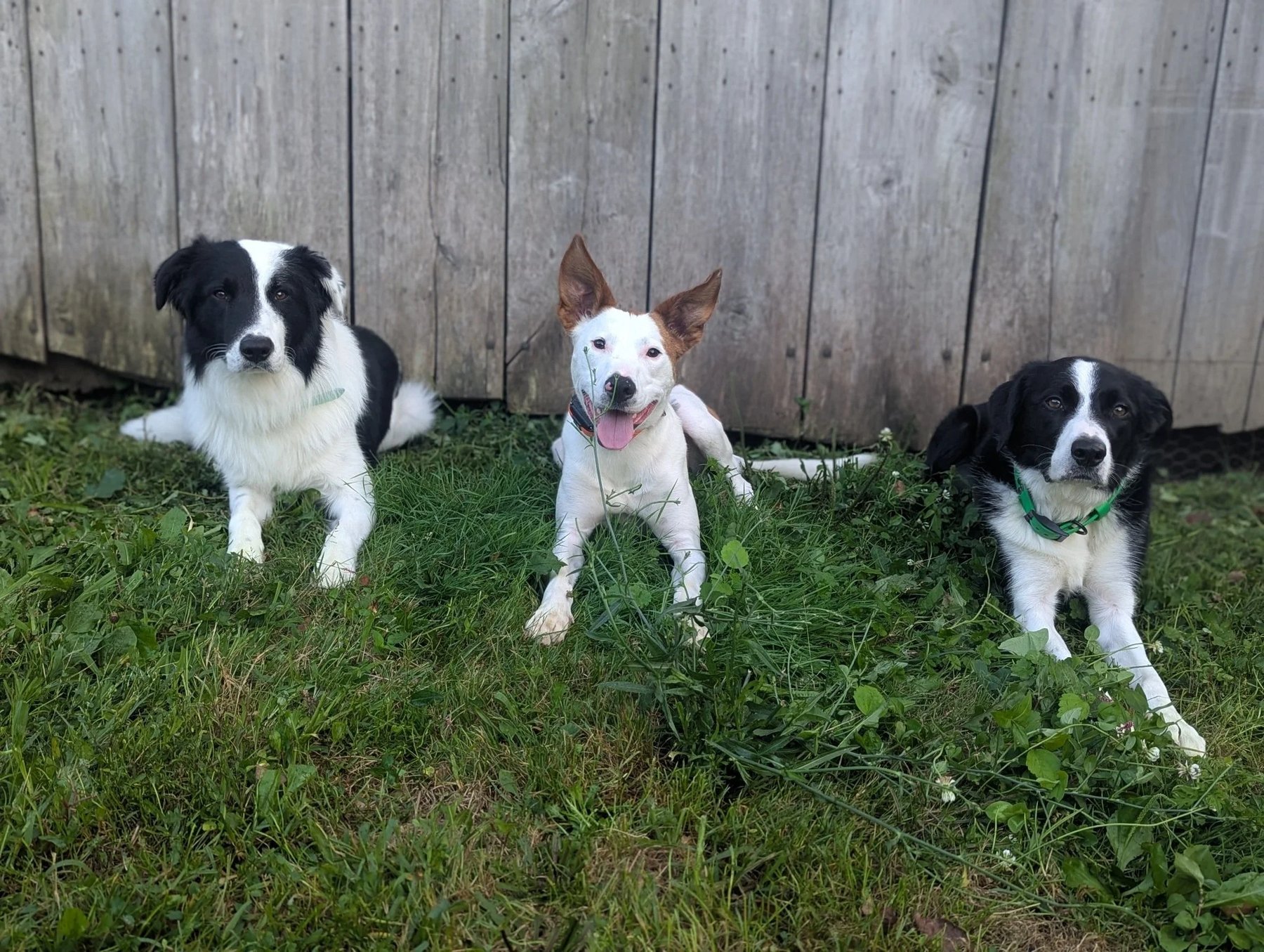 Wild Paw K9 Solutions — dog trainer in Morgantown, WV
