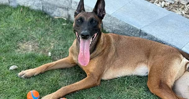 Sit Means Sit Dog Training Syracuse