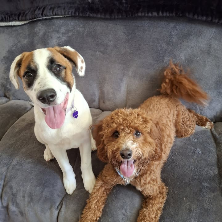 Polite Pups Dog Training