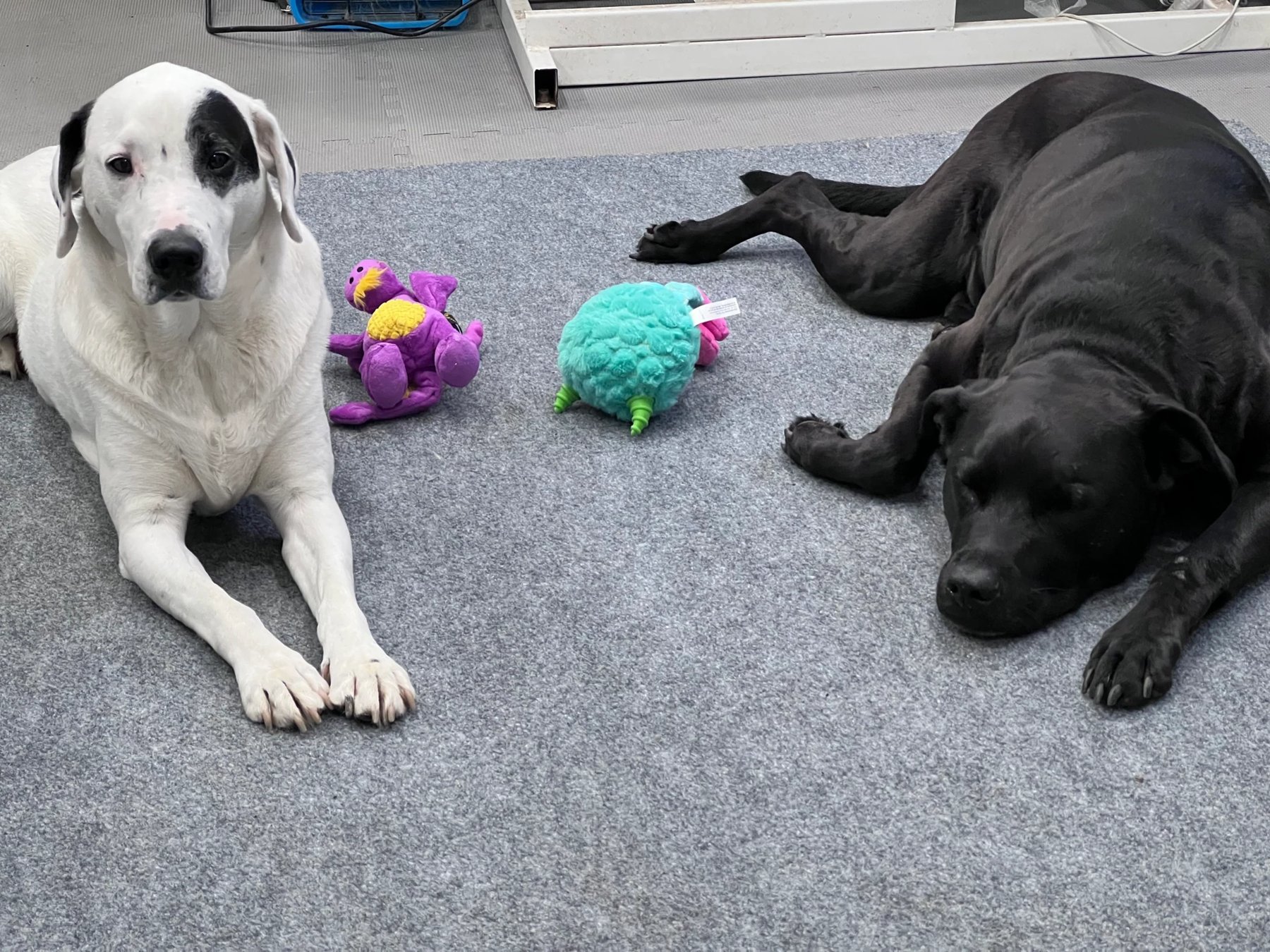 Everything Paws-tween Resort and Spa