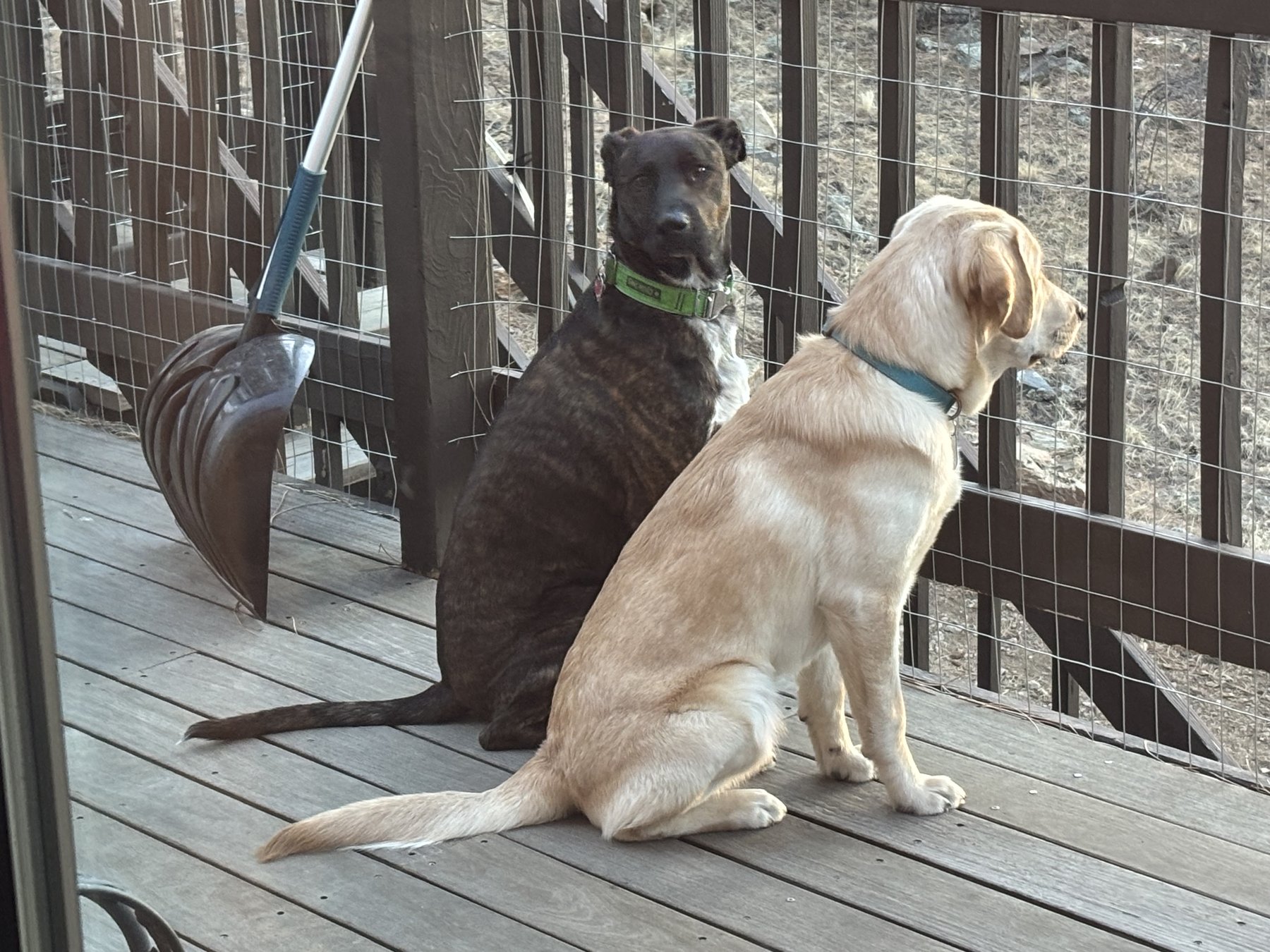 Zoomies2Zen