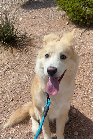 Southern Nevada Dog Training