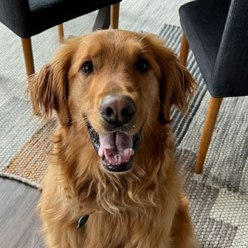 Naturally Pawsitive — dog trainer in Denver, CO