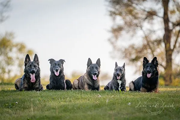 Dog Training Elite Des Moines