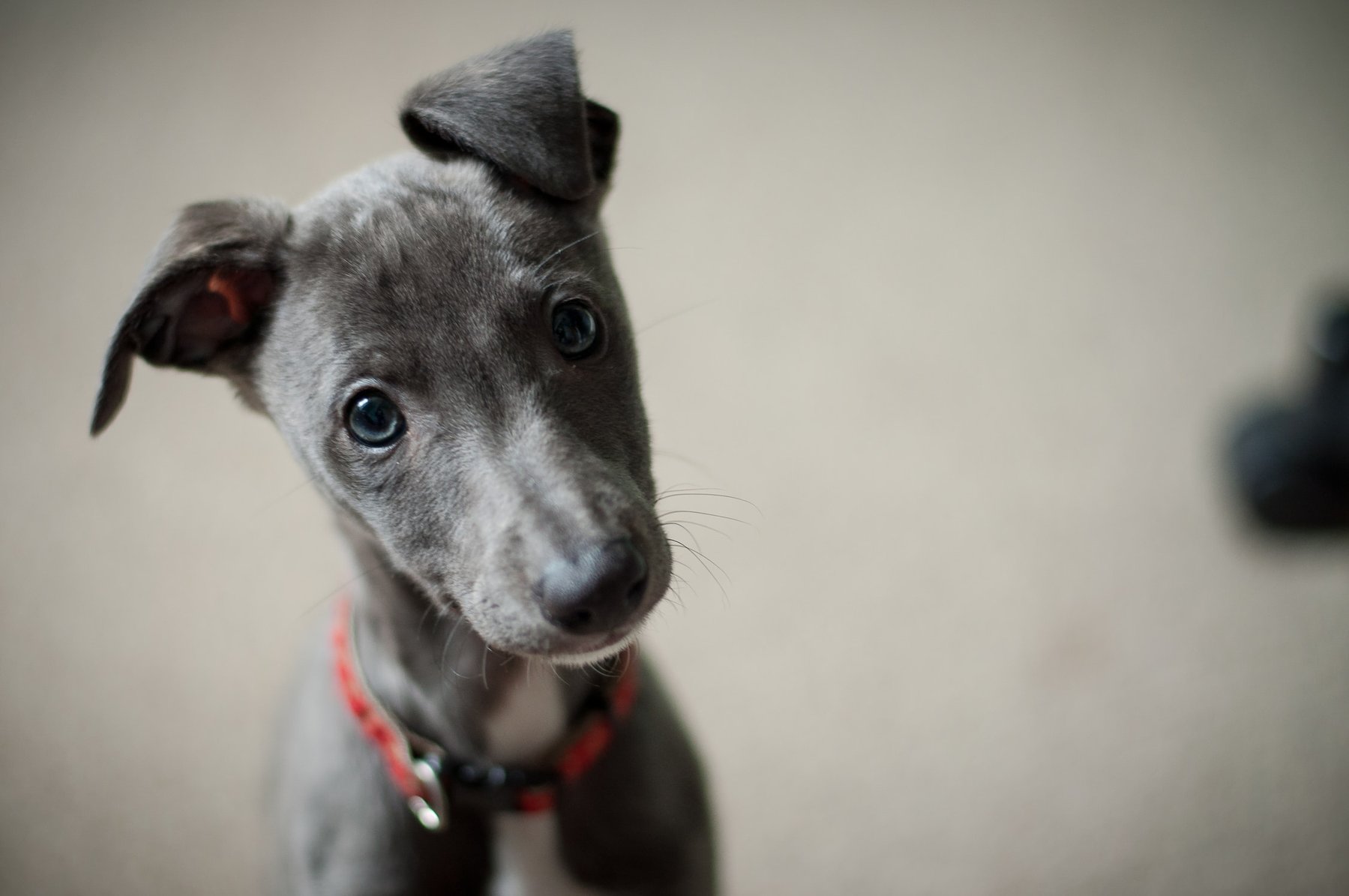 Show Me Dog Training