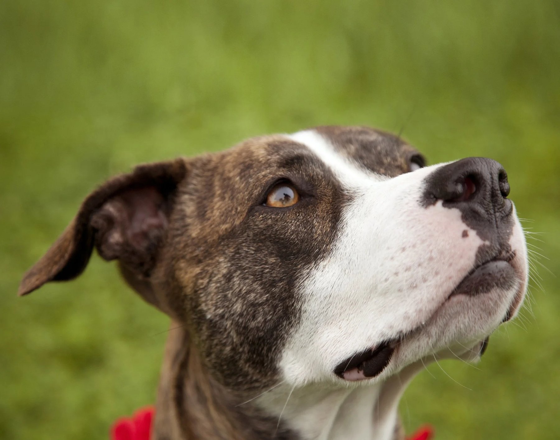 Good Choice Dog Training