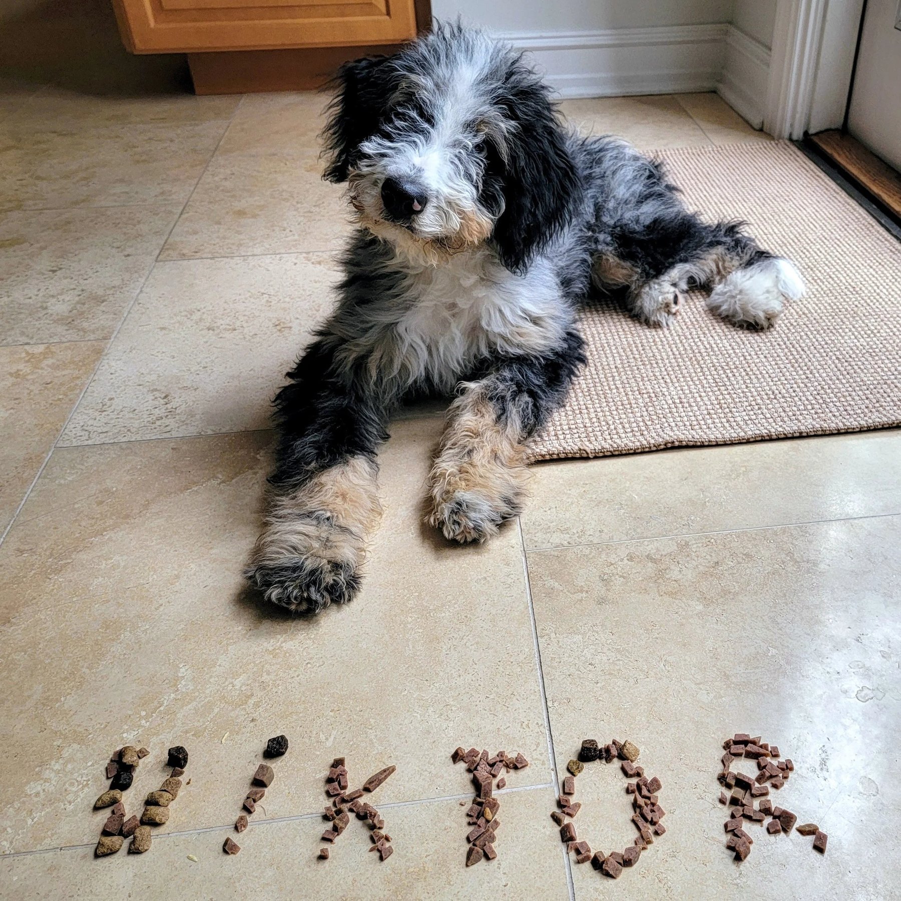 Dogz'nHarmony, Inc. — dog trainer in Orland Park, IL