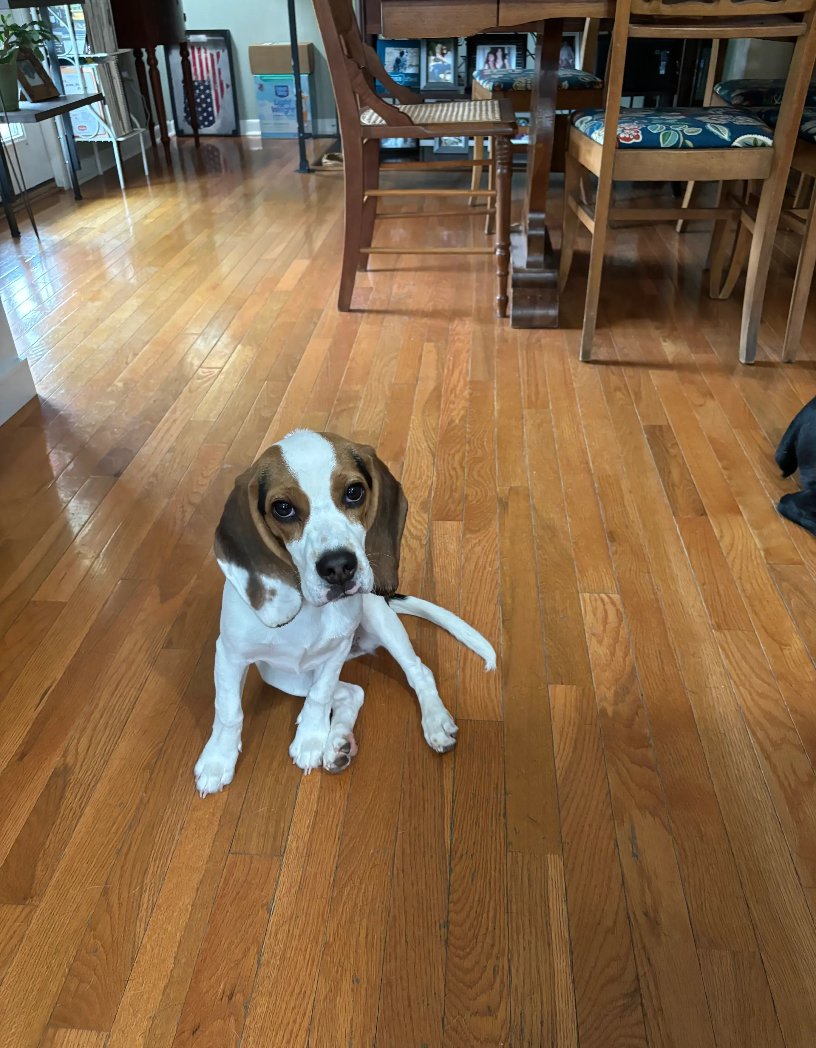 Pawsitive Pup Unleashed