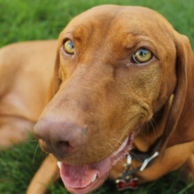 The Understood Dog, LLC