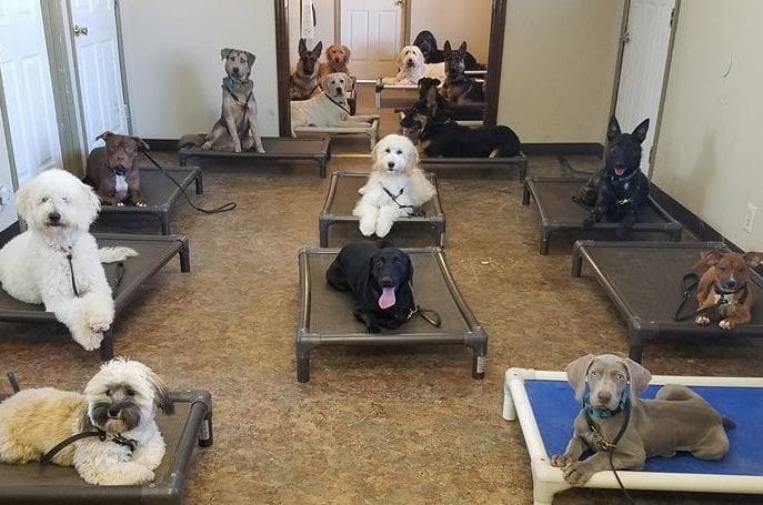 Thunderhawk Canine LLC — dog trainer in Cookeville, TN