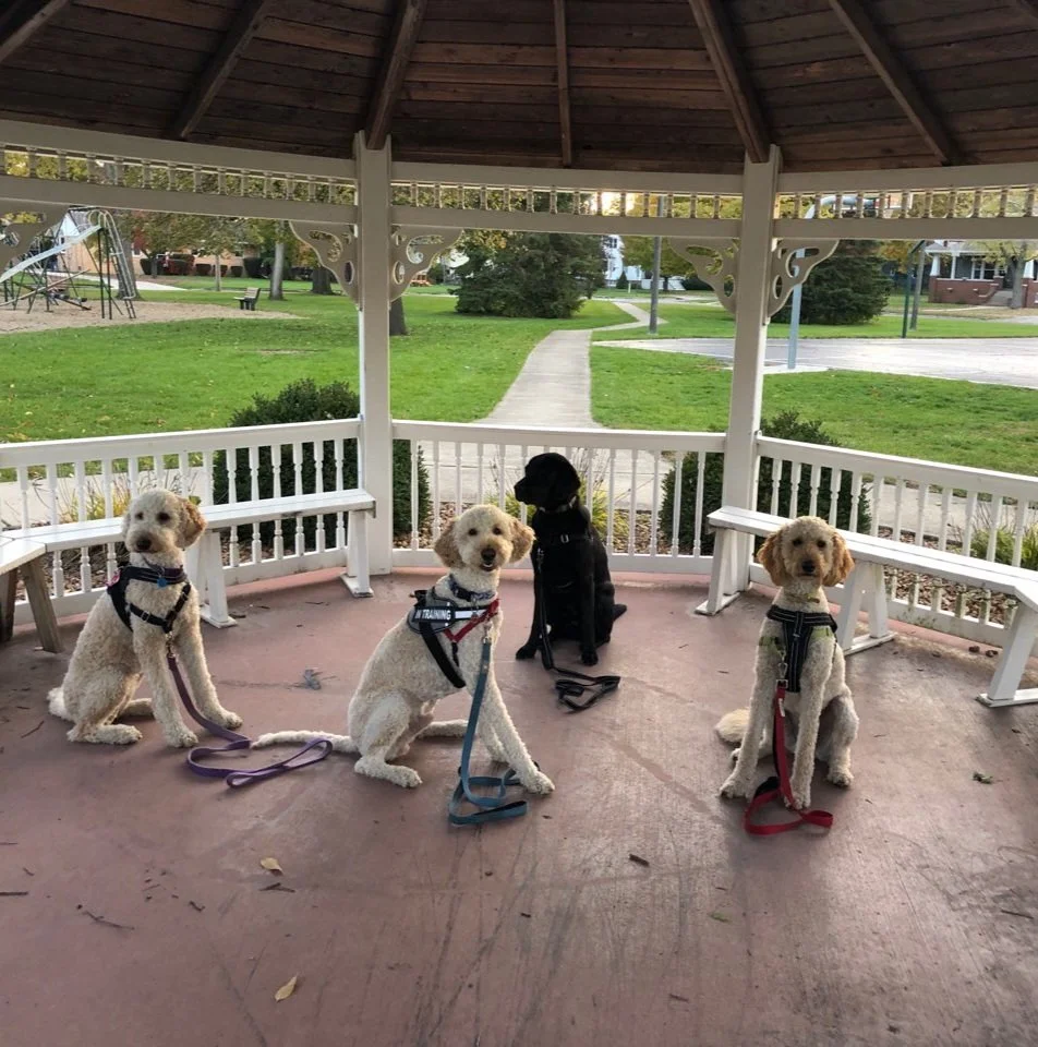 Teacherzpetz — dog trainer in Peoria, IL