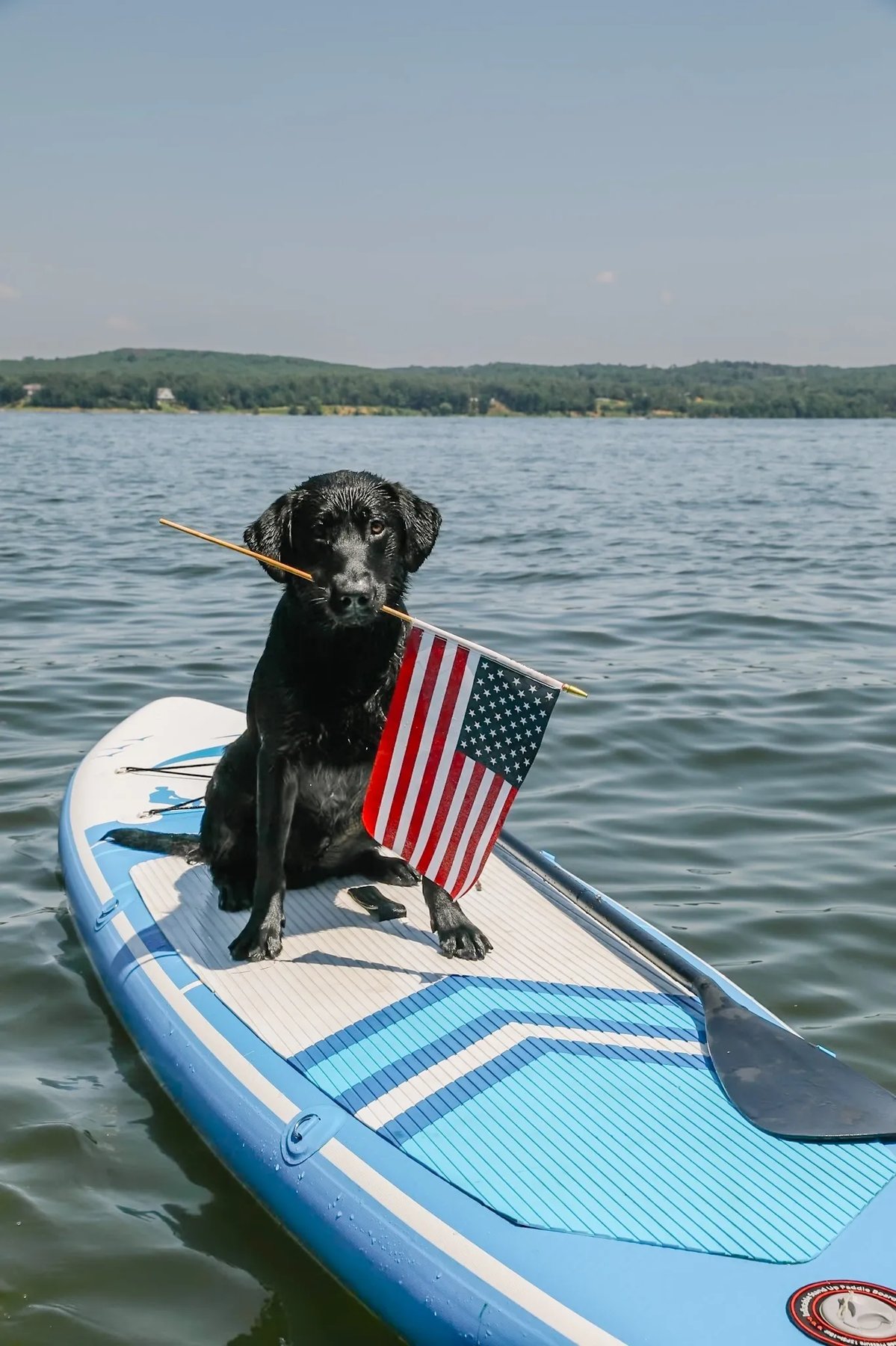 Easy Company Canine Academy LLC