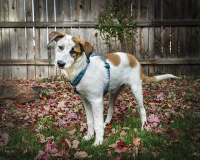 Brilliant Pup Behavior — dog trainer in Boulder, CO