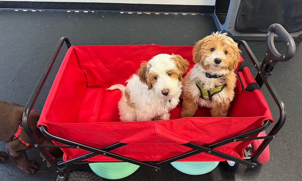 Gigi Moss Dog Training