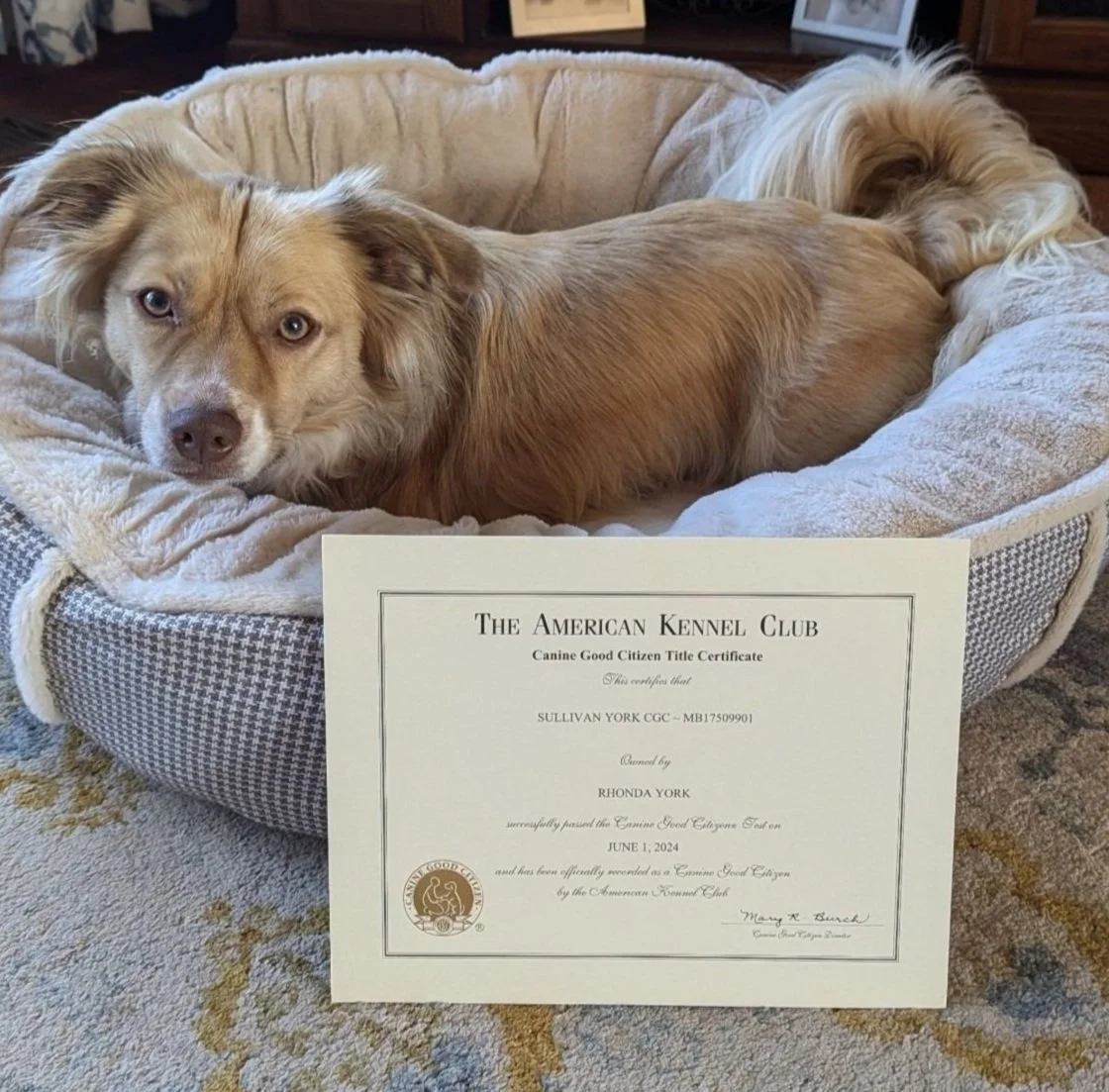 Dog Training With Rhonda York