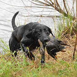 Rural Route Retrievers — dog trainer in Champaign, IL