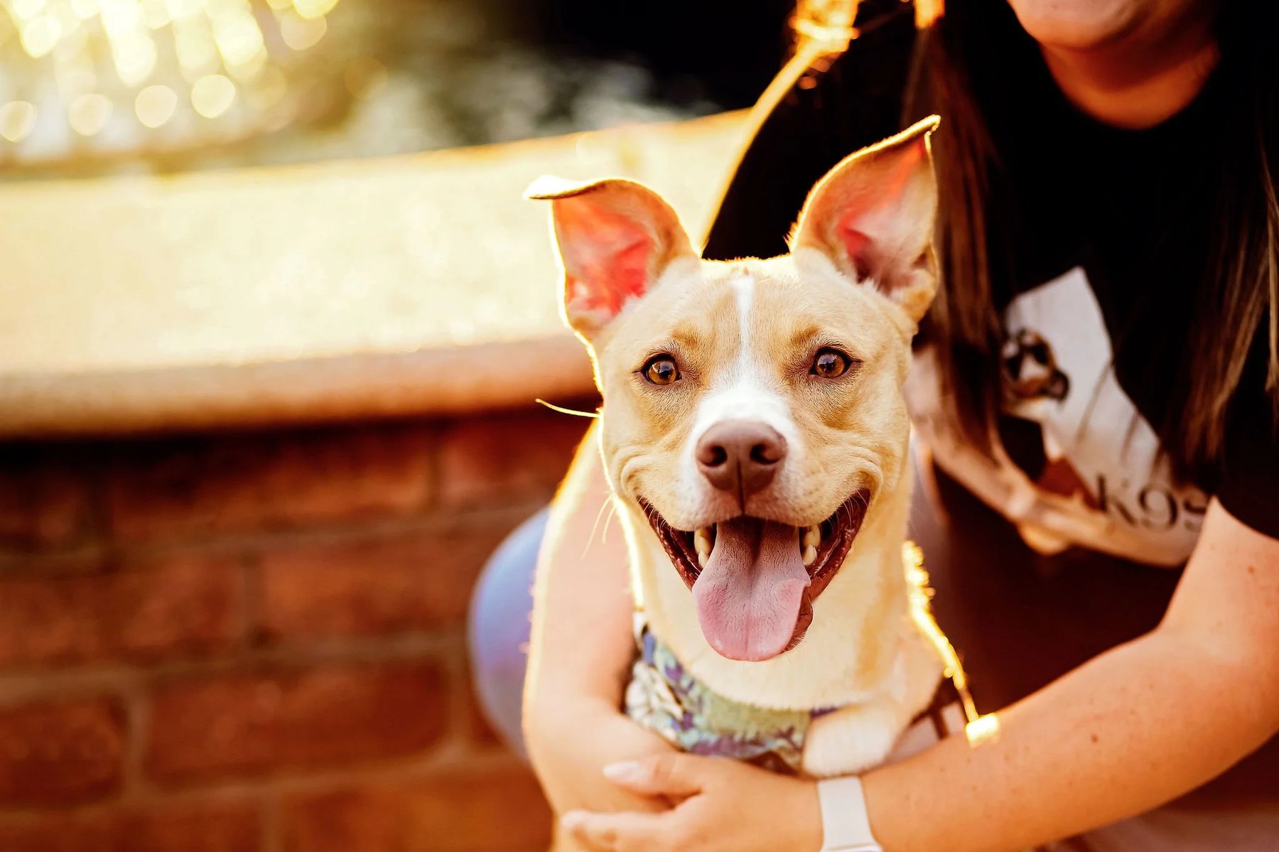 Kay’s K9s, LLC