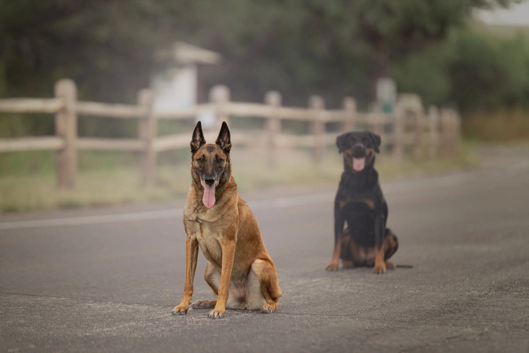 By The Dog