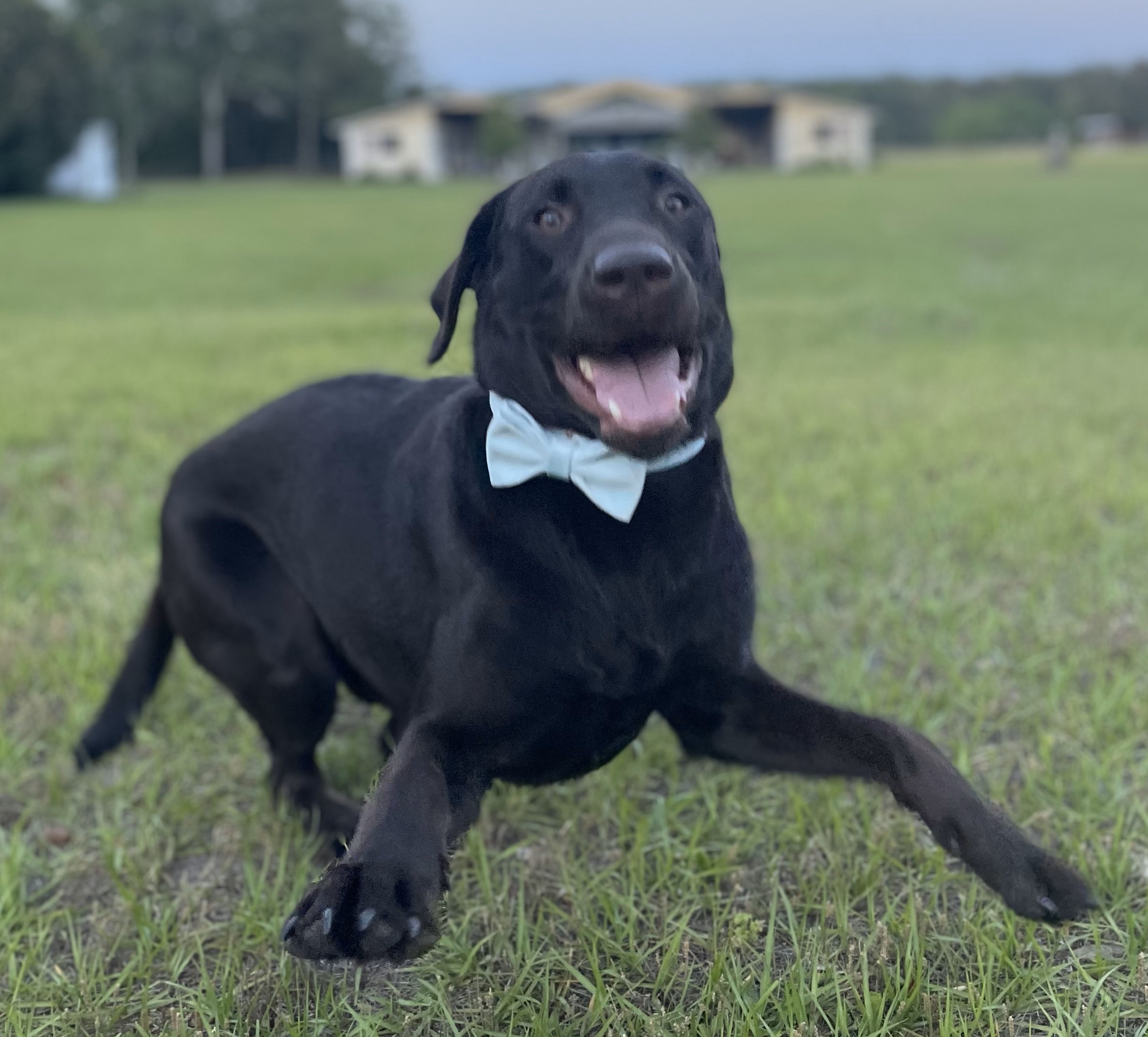 Puppy Powers Dog Care & Training, LLC — dog trainer in Rockford, IL