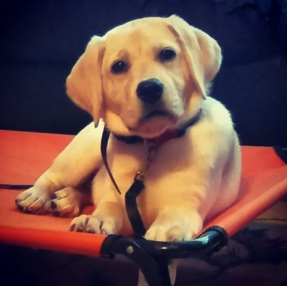 Asheville Dog Academy