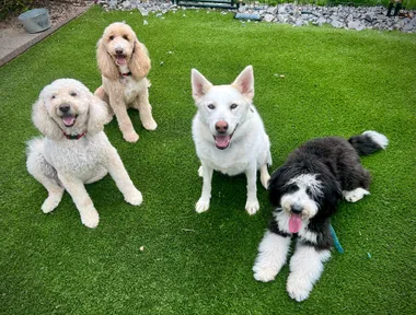 Lead by Love Dog Care — dog trainer in Hendersonville, TN