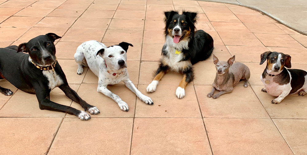 AZ Dog Sports