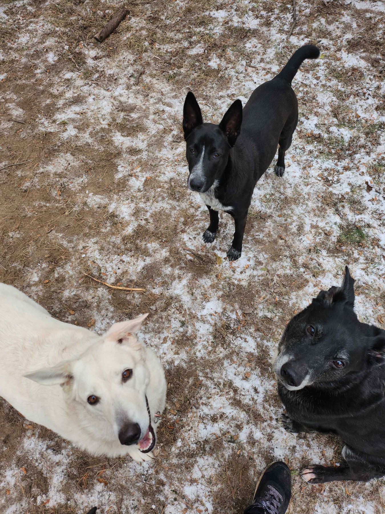 Dog Psych Boarding and Training