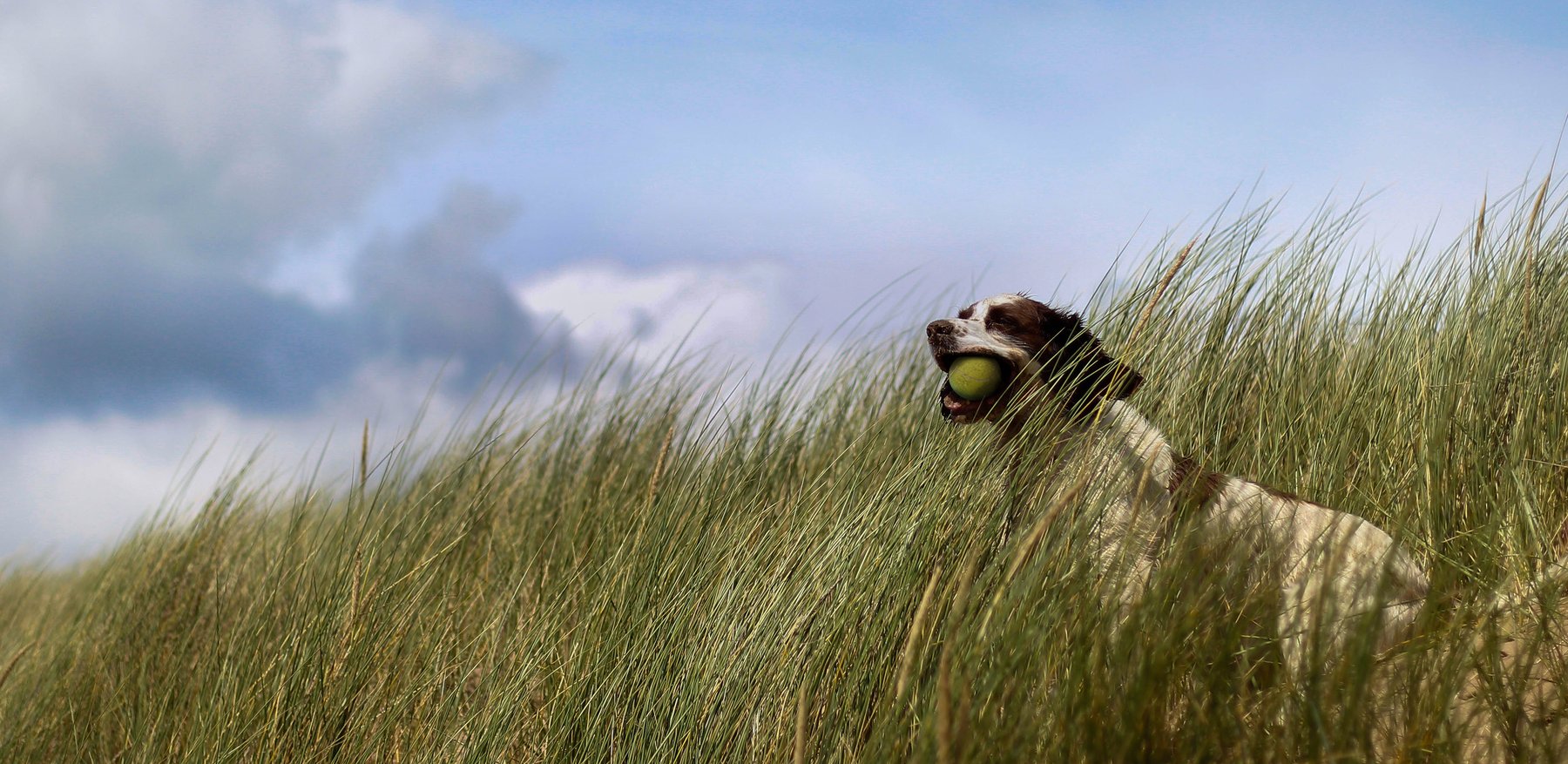Canine In Focus Dog & Puppy Training
