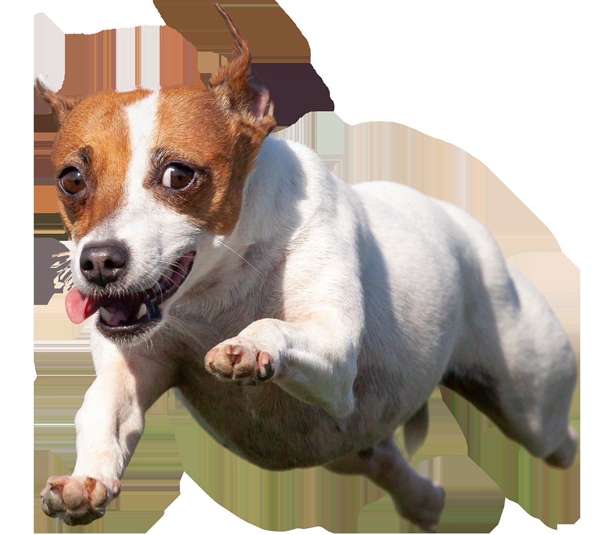 Raise the Woof Dog Training