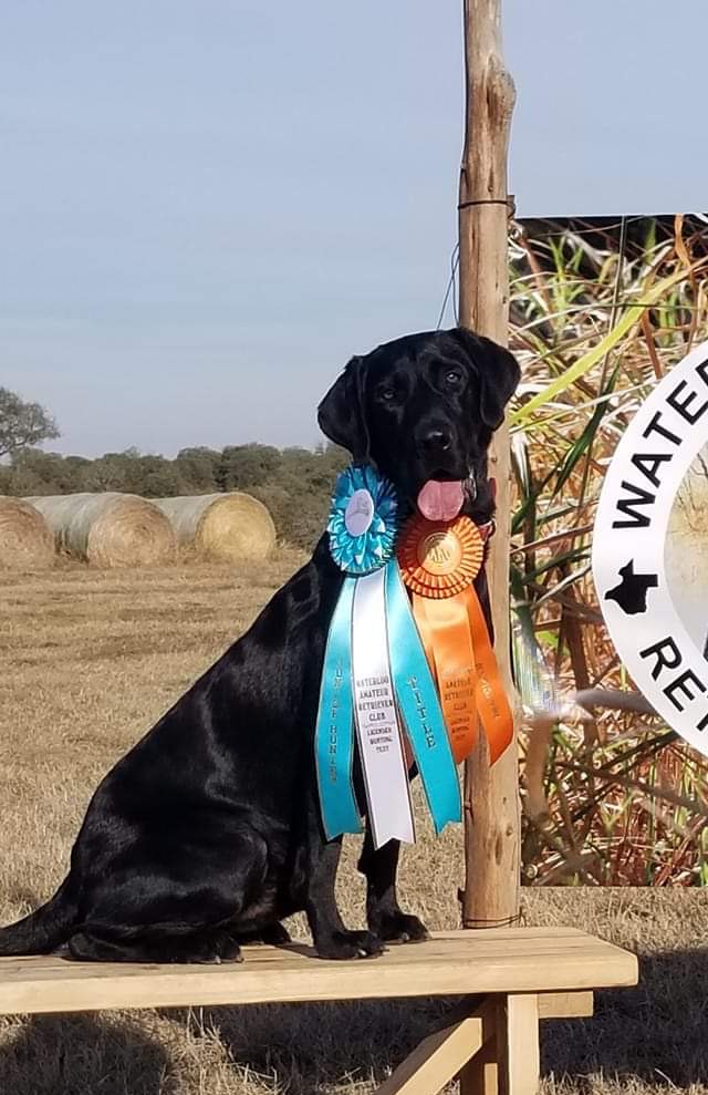 On Holladay Dog Training & Boarding