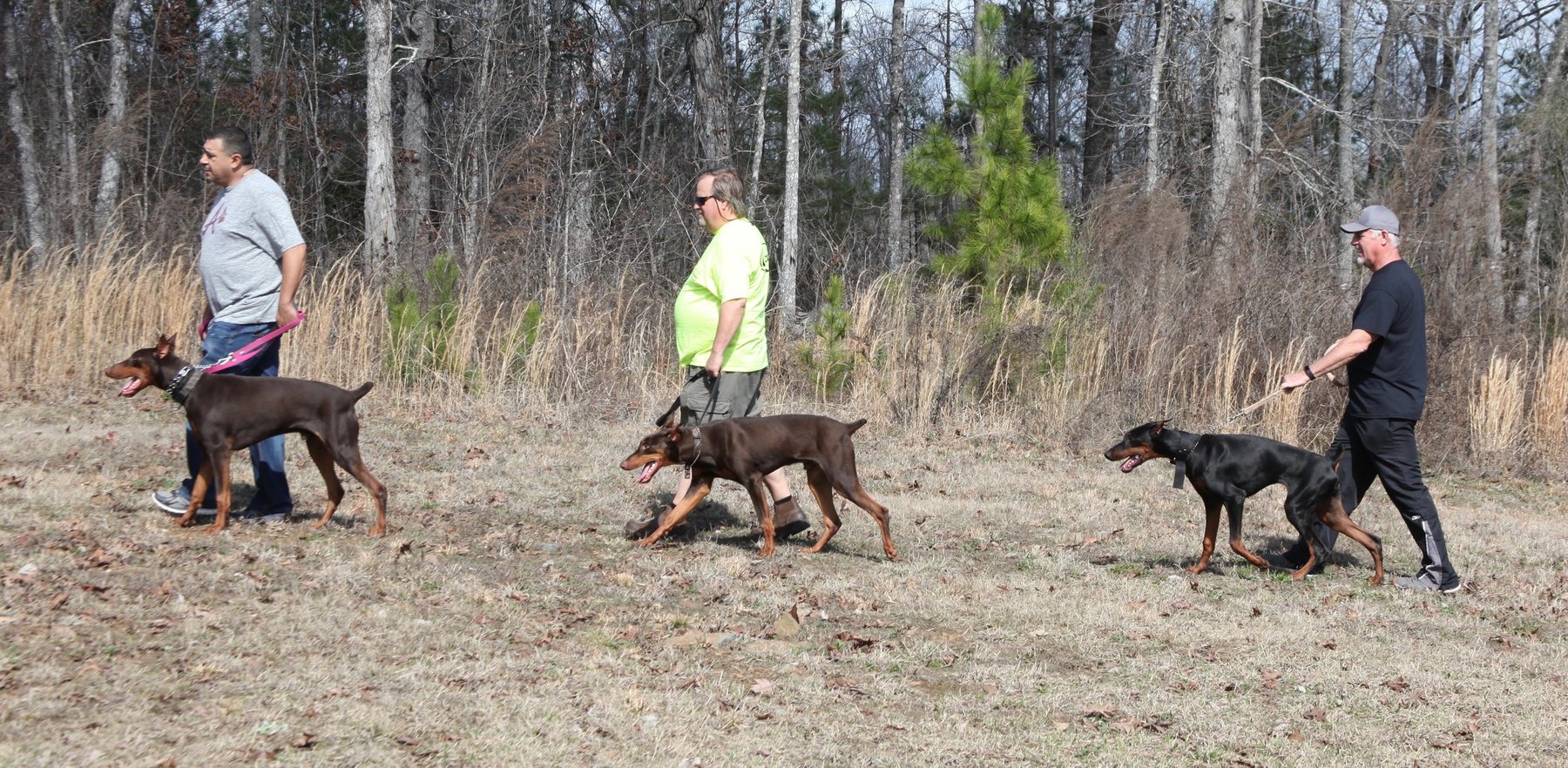 Diamond Cut Kennels