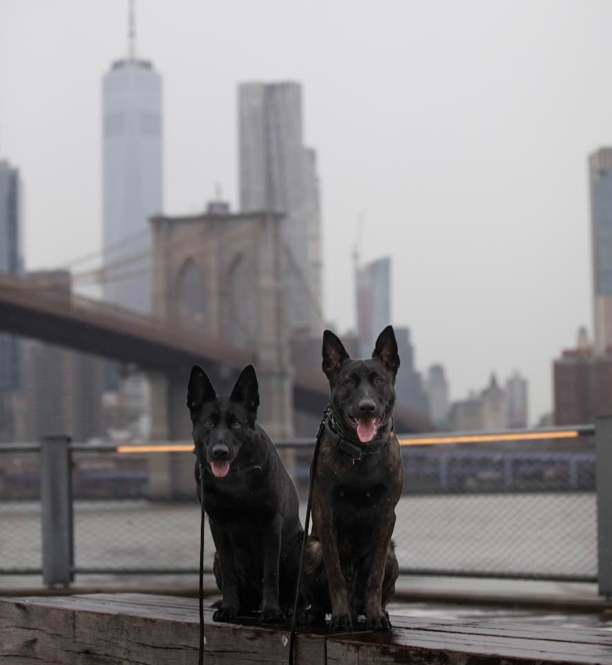 New York Wolfpack