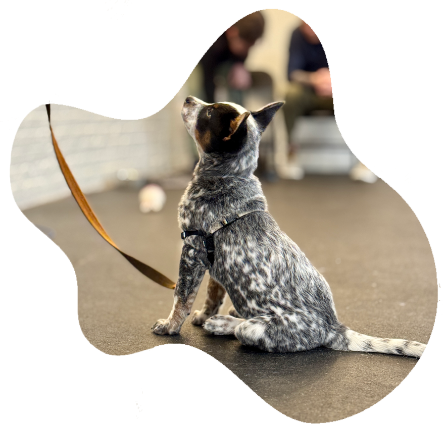 Copilot Dog Training — dog trainer in Chicago, IL