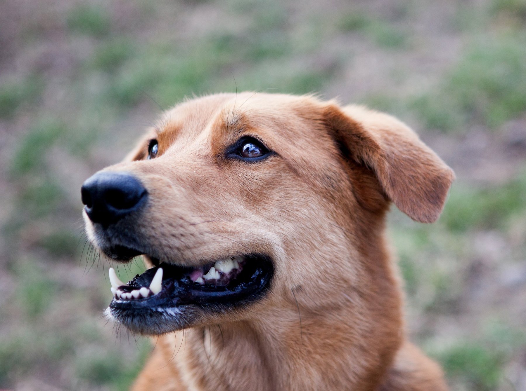 The Puppy Center – Bradford Dog Training