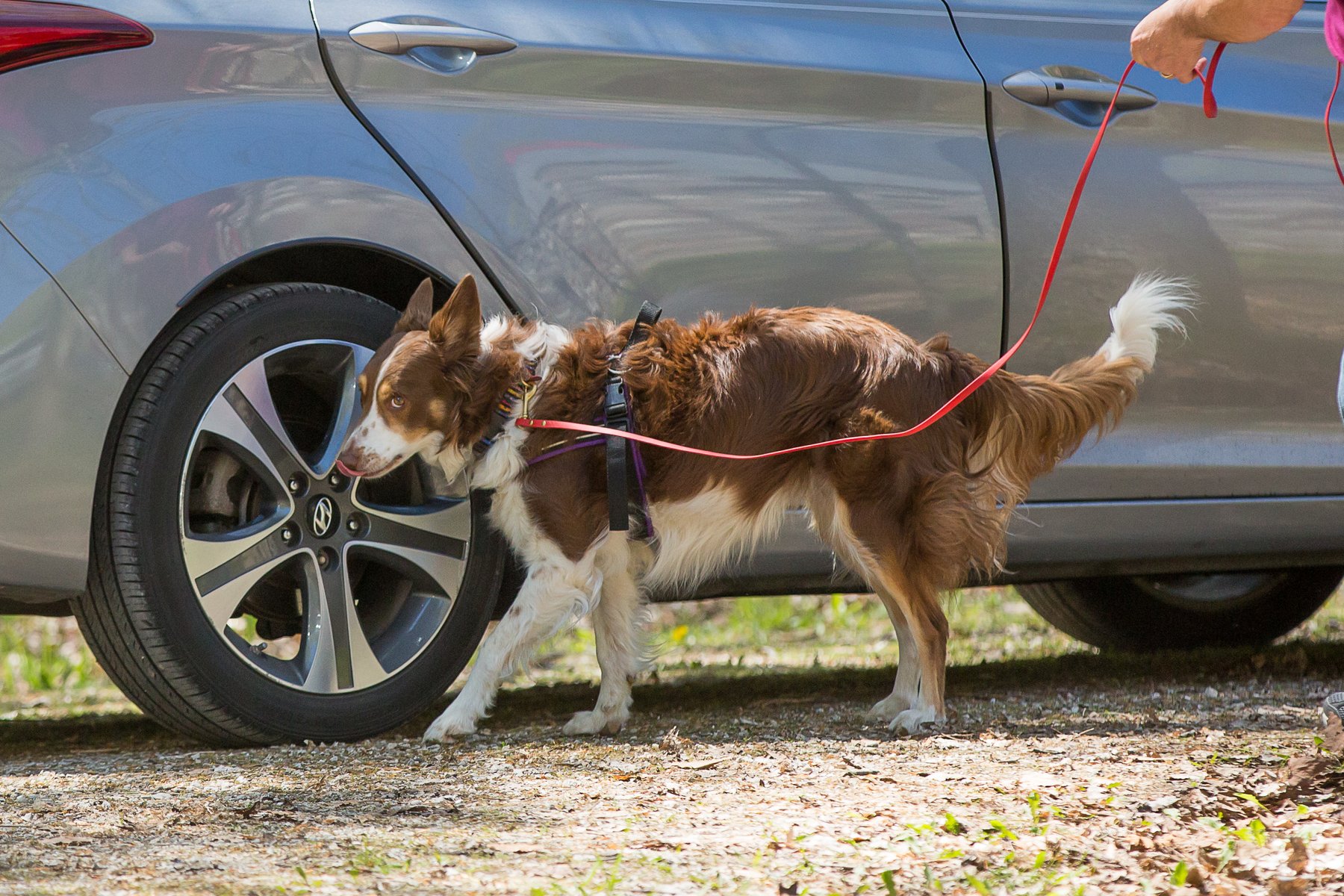 Loving Paws LLC — dog trainer in Kenosha, WI