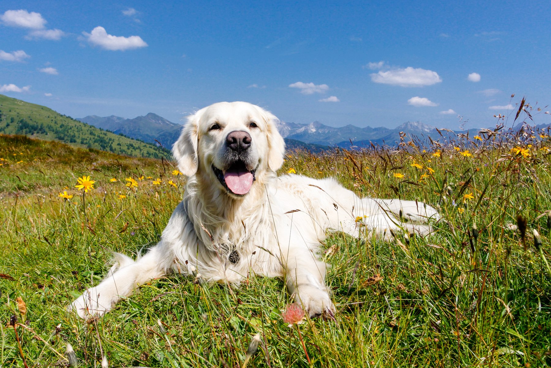 Virtuous Paws Dog Training