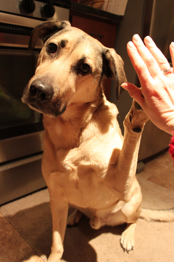 Dog's Way Training Club — dog trainer in Port Huron, MI
