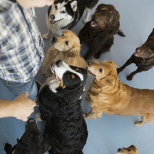A+ Canine Performance, LLC