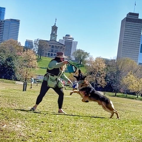 Adventure Canine Training