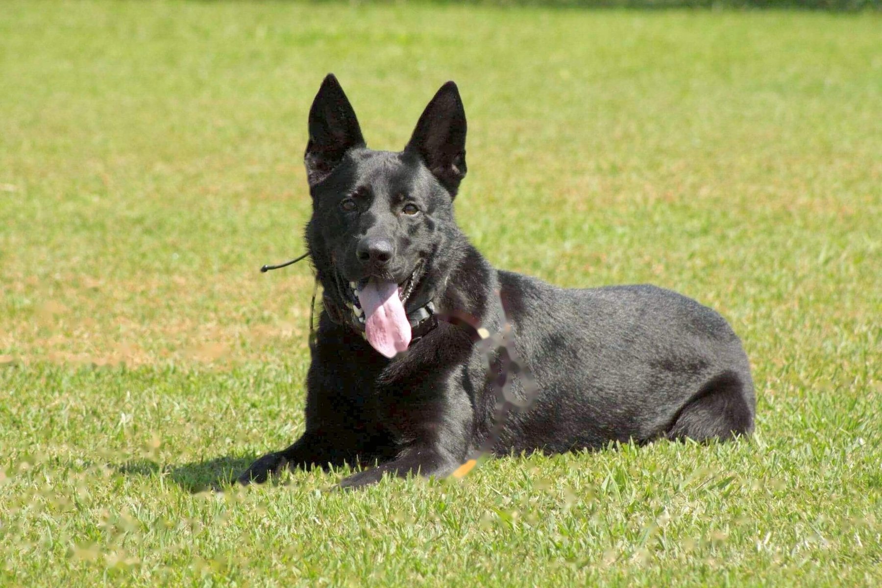 Agoge K9 Dog Training Nashville