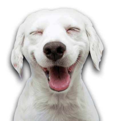 Bay View Bark