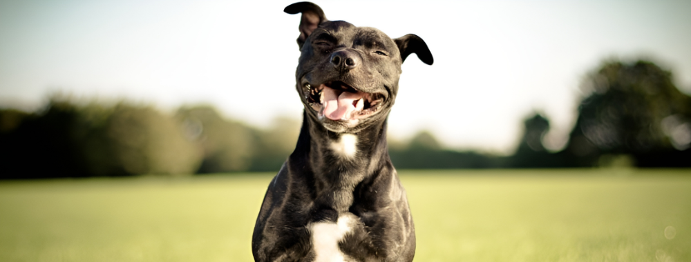 Calm K9 Training