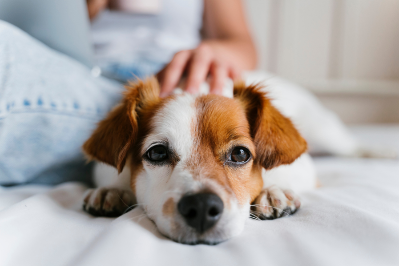 Canine Communication Dog Training LLC