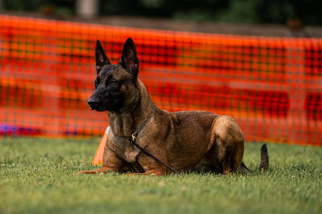 Celtic Canine Training LLC