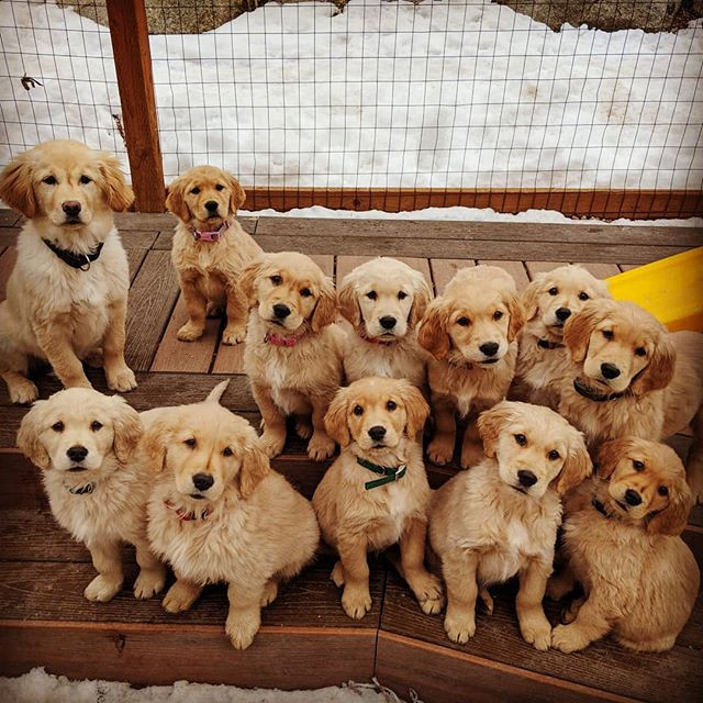 Conyers Canines — dog trainer in Chattanooga, TN