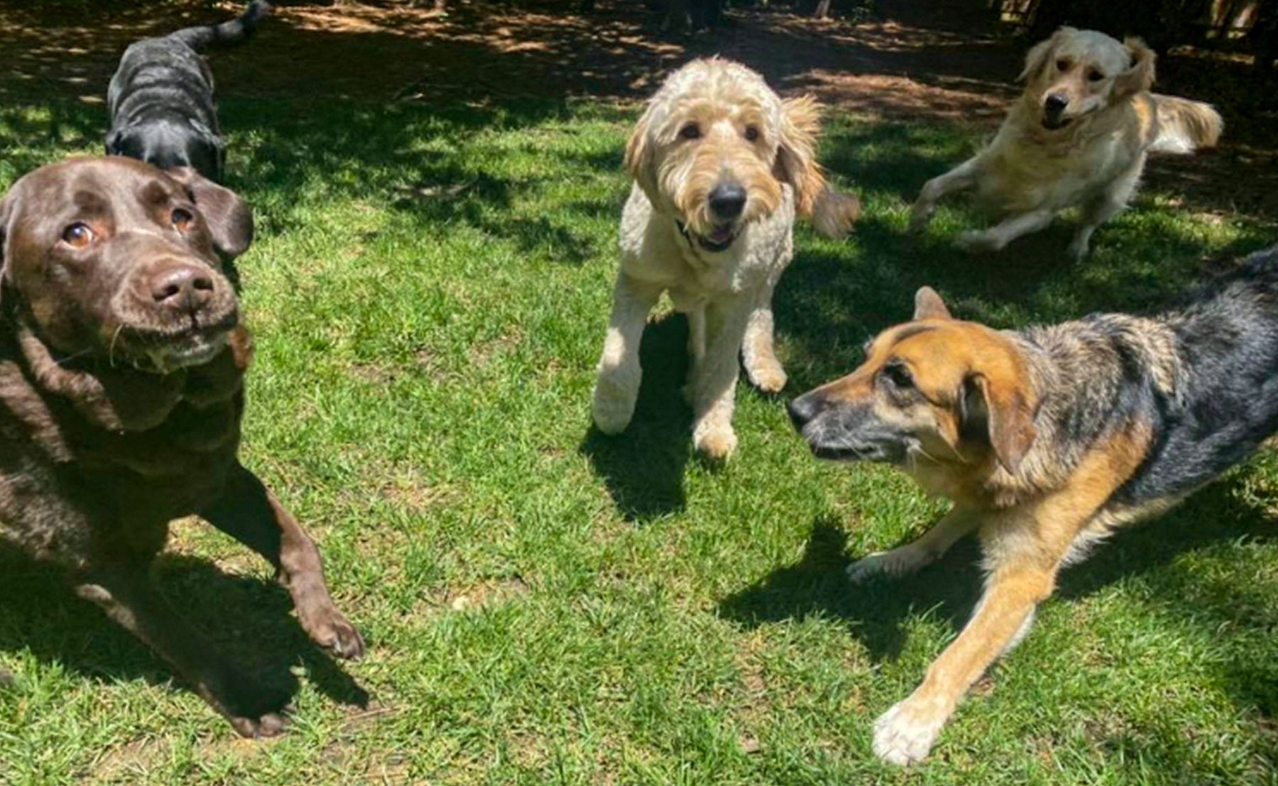 Country Club Kennels & Training
